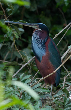 agami heron